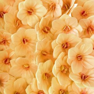 Kwiaty waflowe Hortensja cieniowano – miodowa Rose Decor 18 szt.